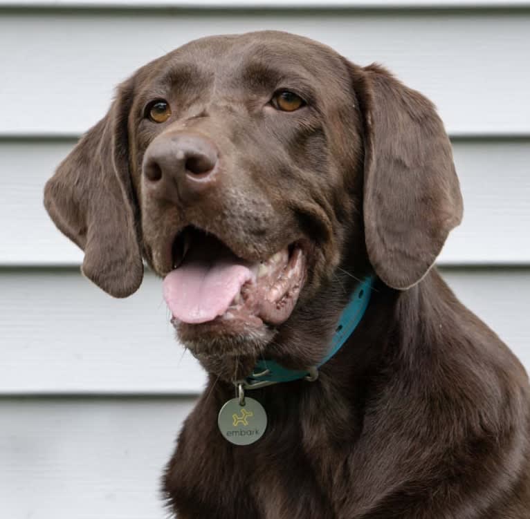 TILDEN'S THEIA, a Labrador Retriever and German Shorthaired Pointer mix tested with EmbarkVet.com