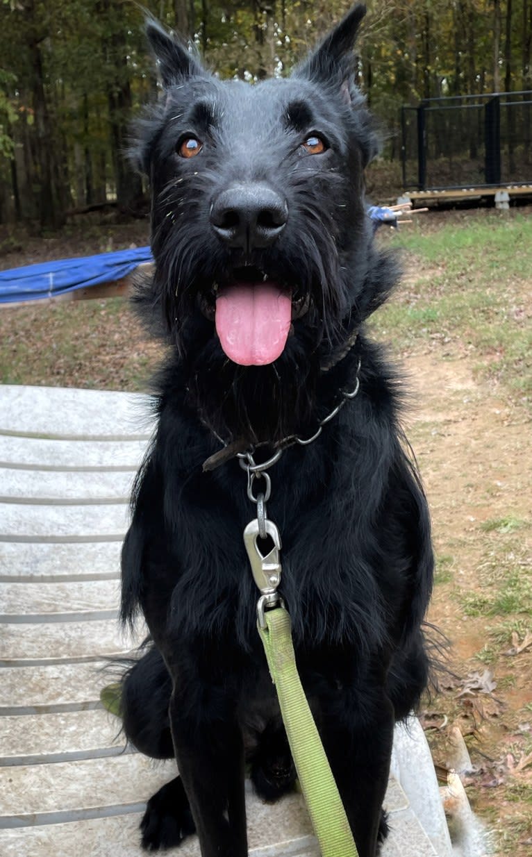 Vaatu, a Black Russian Terrier and Belgian Malinois mix tested with EmbarkVet.com