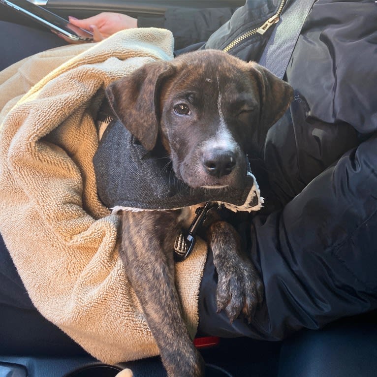 Dax, an American Pit Bull Terrier and Boxer mix tested with EmbarkVet.com