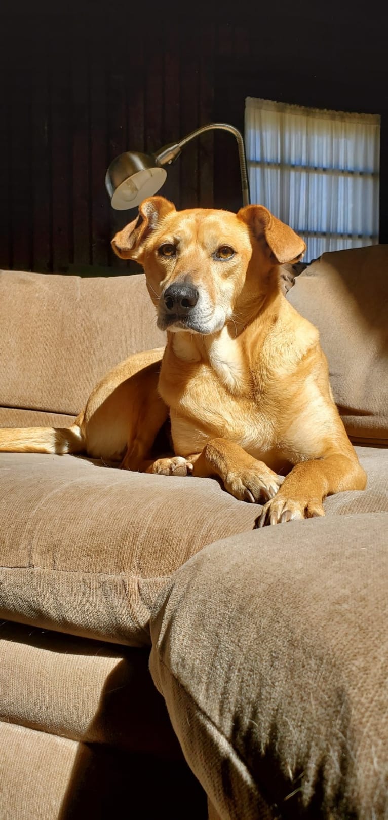 Alfred, a Beagle and American Pit Bull Terrier mix tested with EmbarkVet.com