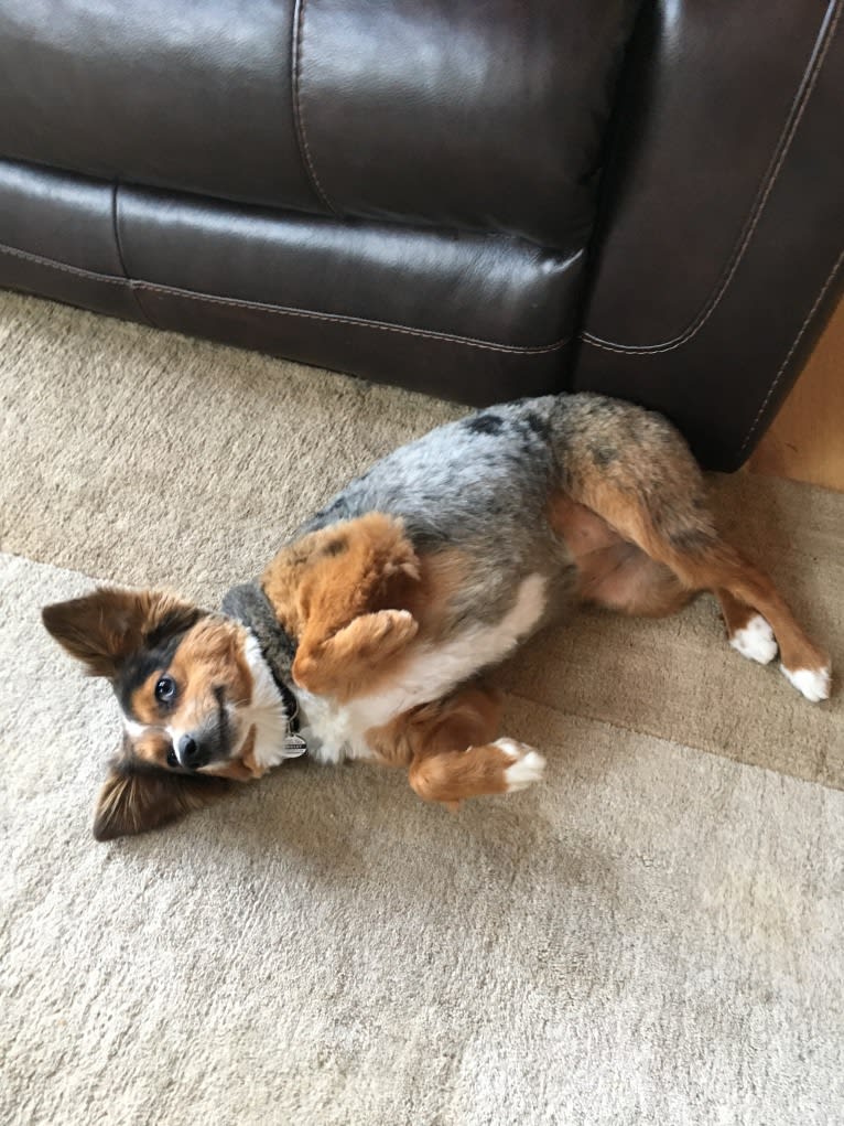 Wrigley, an Australian Shepherd tested with EmbarkVet.com