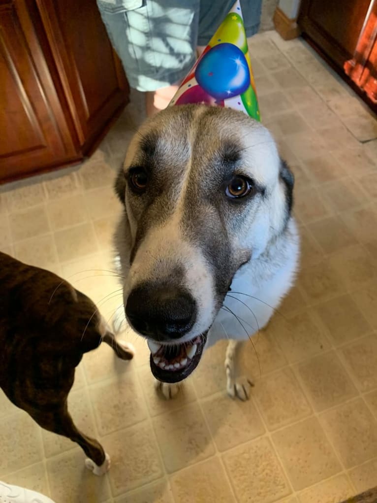 Winnie, an Anatolian Shepherd Dog and Great Pyrenees mix tested with EmbarkVet.com