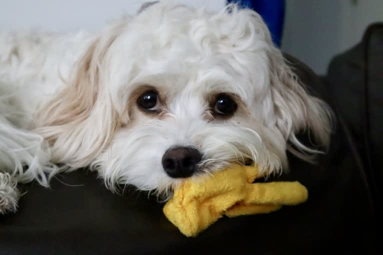 Poppy, a Cavalier King Charles Spaniel and Bichon Frise mix tested with EmbarkVet.com