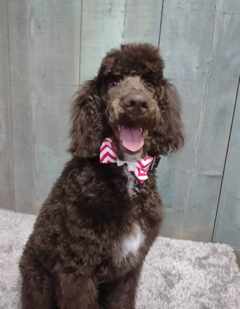 Dewy, a Poodle (Standard) tested with EmbarkVet.com