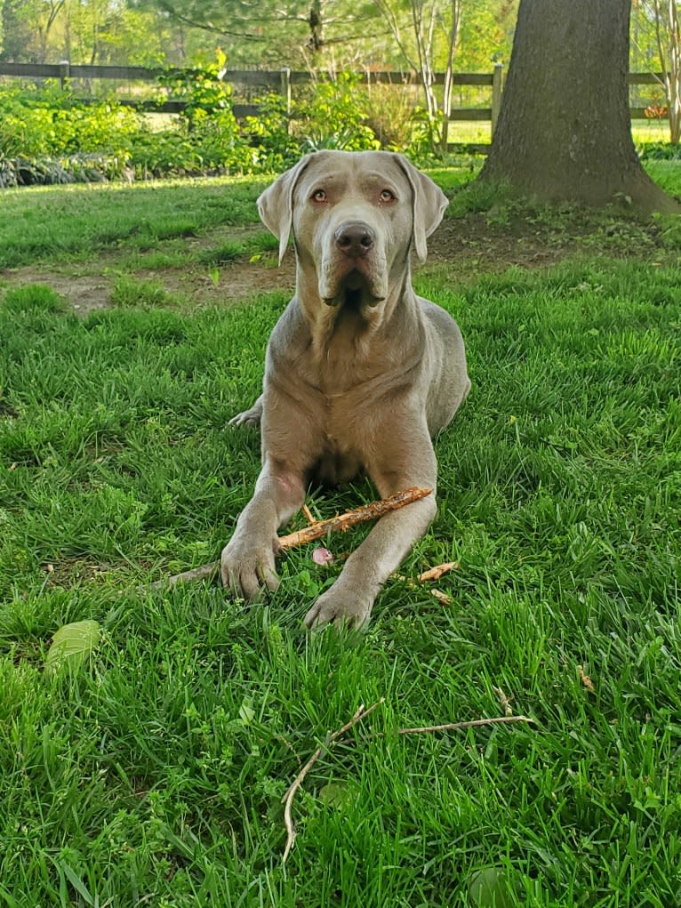 Oban, a Labrador Retriever tested with EmbarkVet.com