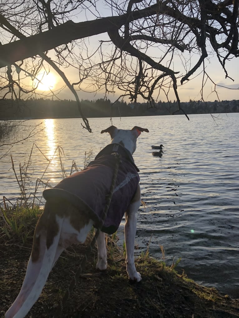 Photo of Molly Mae, an American Pit Bull Terrier, Australian Cattle Dog, and Mixed mix in Seattle, Washington, USA