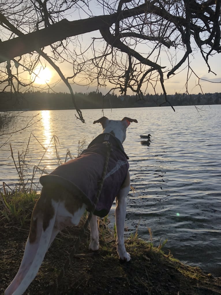 Molly Mae, an American Pit Bull Terrier and Australian Cattle Dog mix tested with EmbarkVet.com