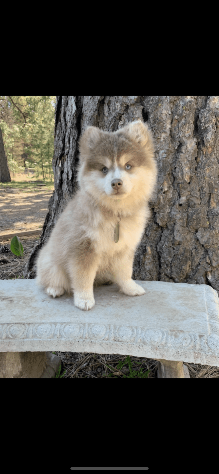 Klondike, a Pomsky tested with EmbarkVet.com
