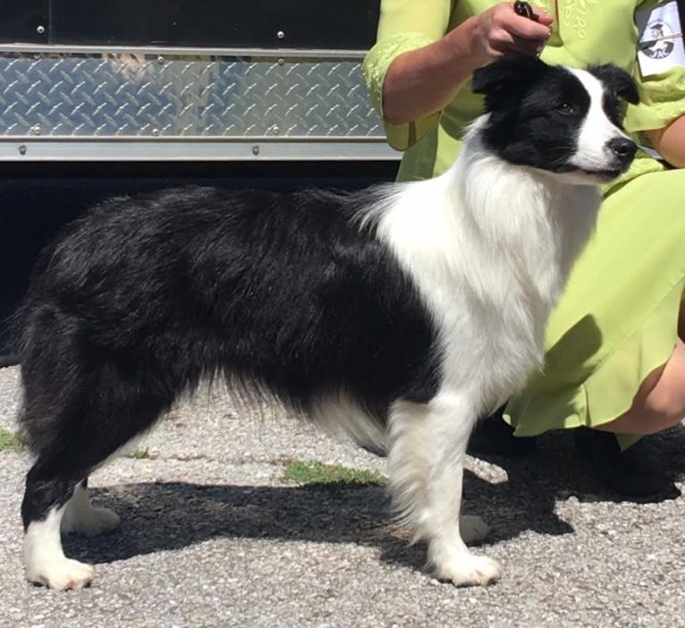 JBK Diamonds R Forever, a Border Collie tested with EmbarkVet.com