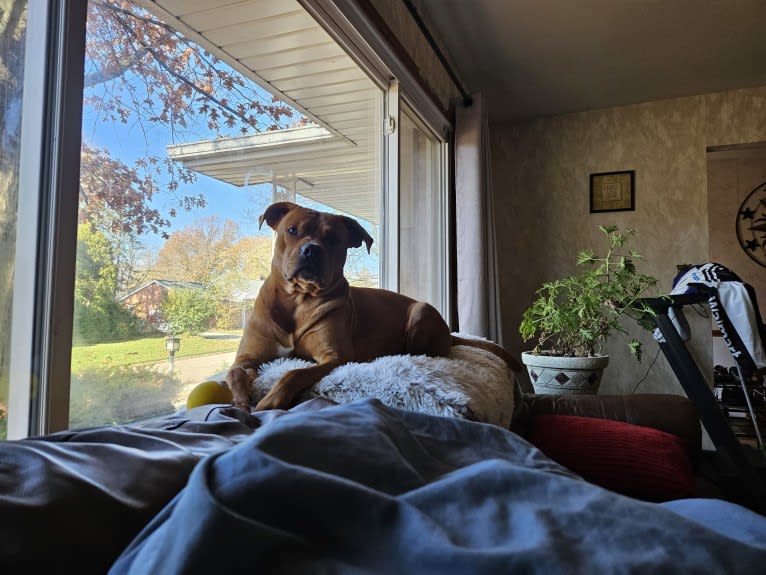 Ollie, an American Bulldog and Chow Chow mix tested with EmbarkVet.com