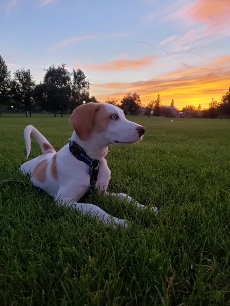 Arlo, an American Foxhound and German Shepherd Dog mix tested with EmbarkVet.com