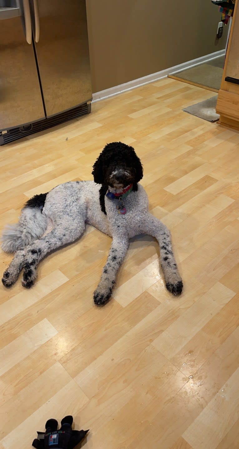 Wally, a Poodle (Standard) tested with EmbarkVet.com