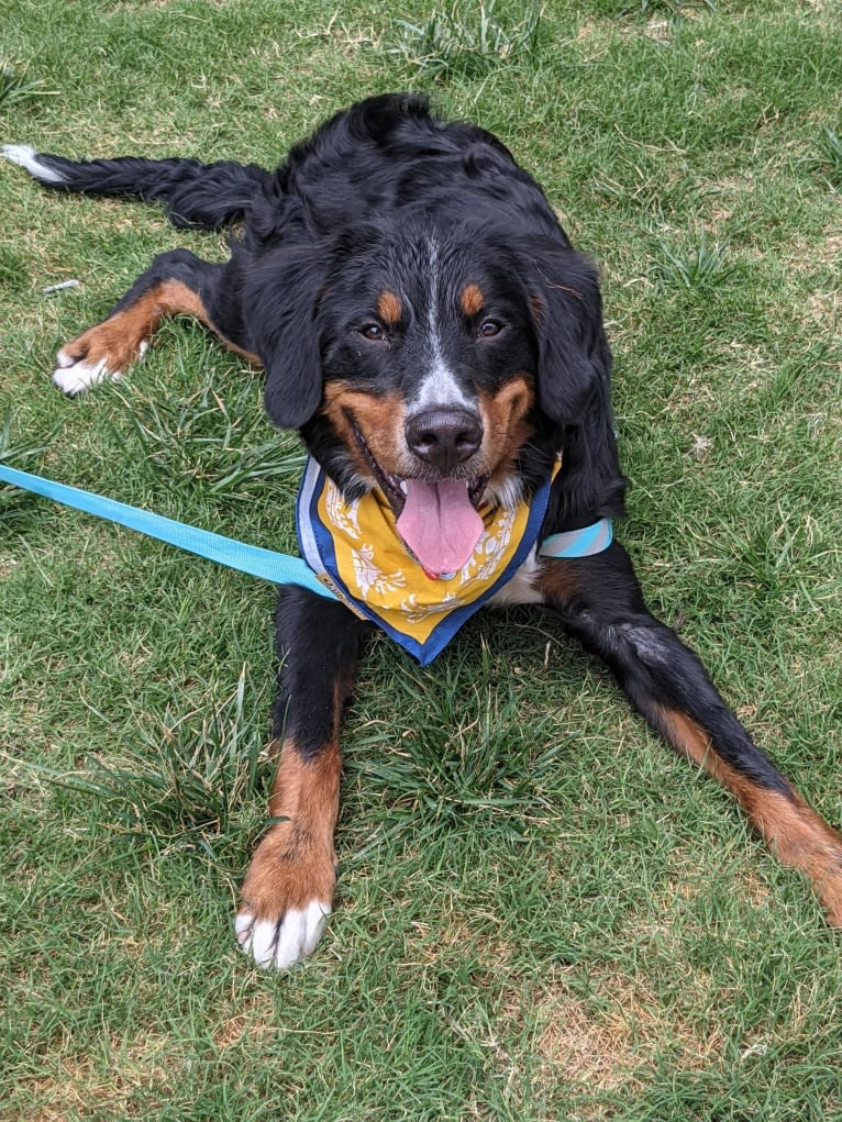 Archie, a Bernese Mountain Dog tested with EmbarkVet.com