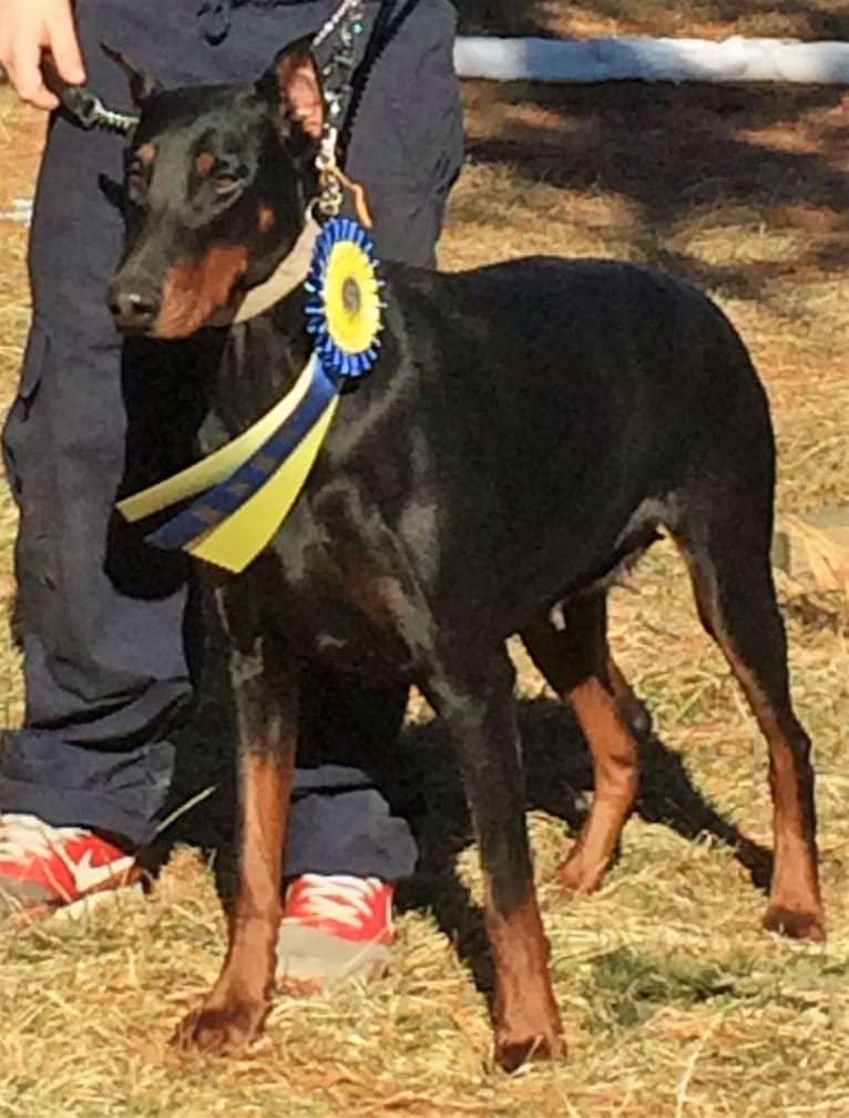 Diamond, a Doberman Pinscher tested with EmbarkVet.com