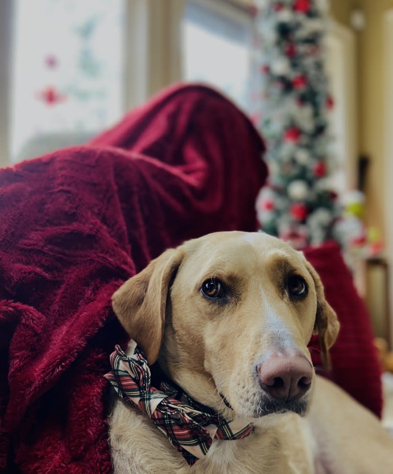 Willow, a Labrador Retriever and Treeing Walker Coonhound mix tested with EmbarkVet.com