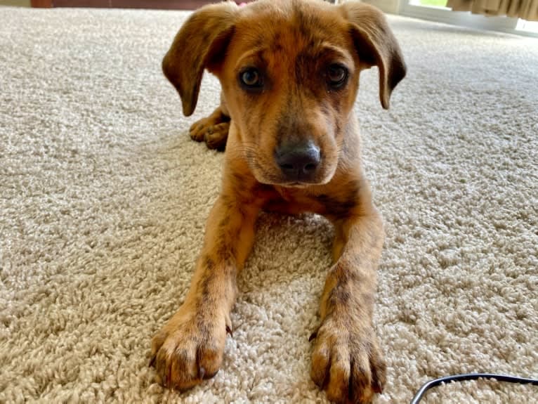 Lyza, a Catahoula Leopard Dog and American Pit Bull Terrier mix tested with EmbarkVet.com