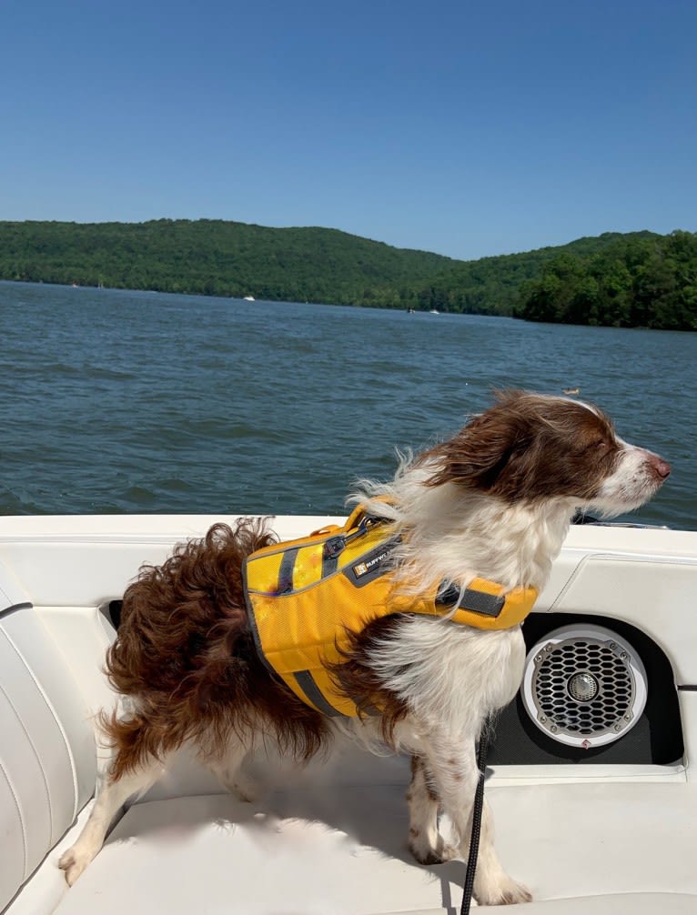 Cooper, a Poodle (Small) and Miniature/MAS-type Australian Shepherd mix tested with EmbarkVet.com