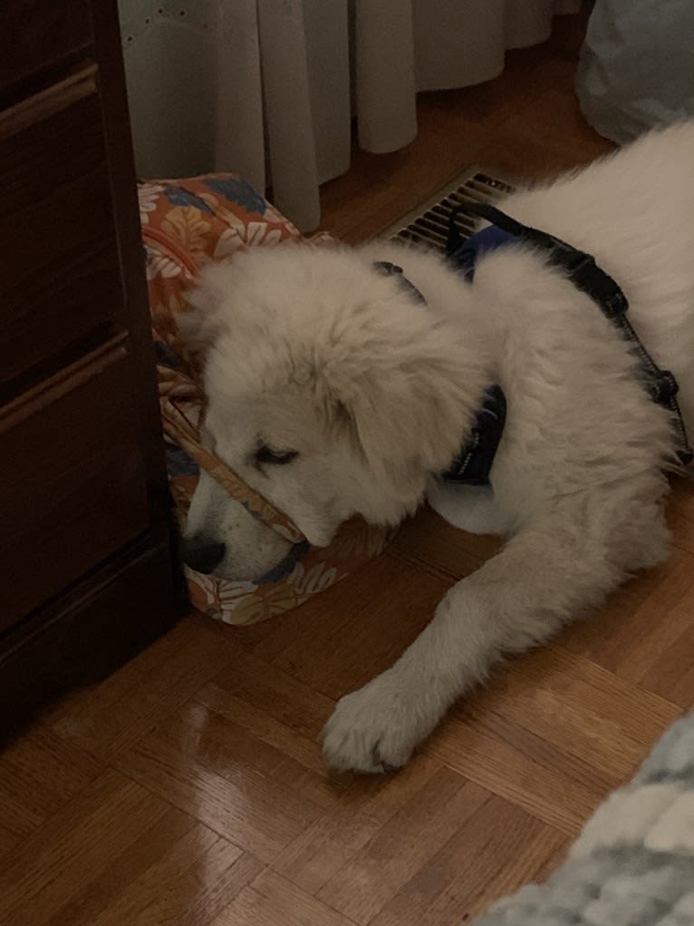 Casper, a Maremma Sheepdog tested with EmbarkVet.com