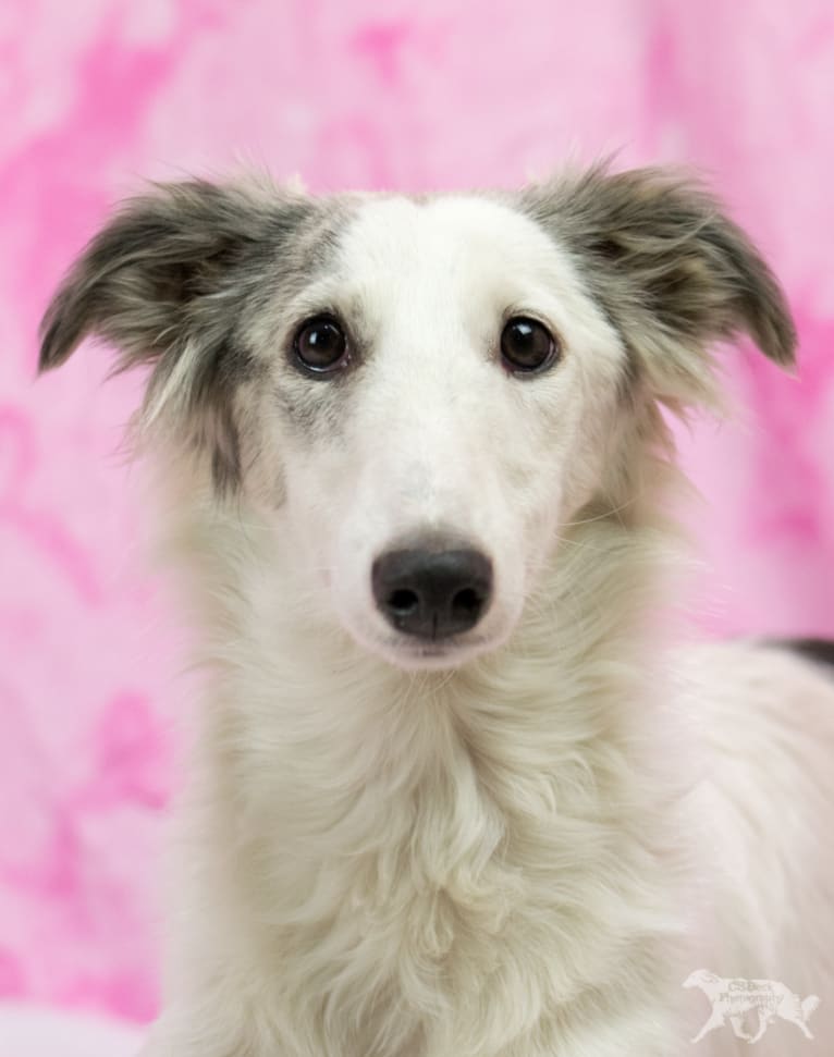 Mouse, a Silken Windhound tested with EmbarkVet.com