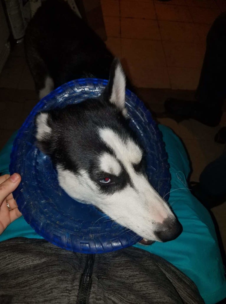 Haiku, a Siberian Husky tested with EmbarkVet.com