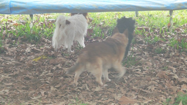 Lassie, a Pomeranian and Rat Terrier mix tested with EmbarkVet.com