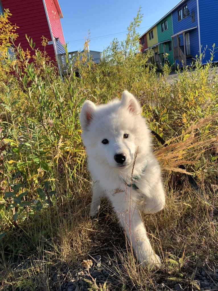 Sprout, a Samoyed tested with EmbarkVet.com
