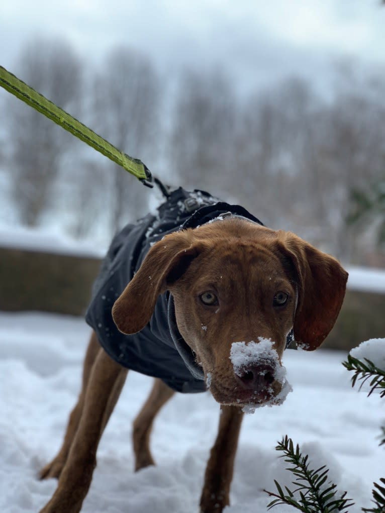 Lloyd, a Mountain Cur and American Pit Bull Terrier mix tested with EmbarkVet.com