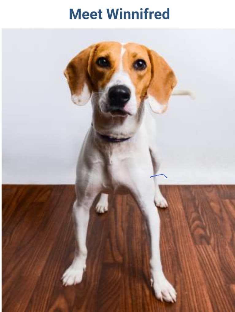 Winnie, a Treeing Walker Coonhound and Beagle mix tested with EmbarkVet.com