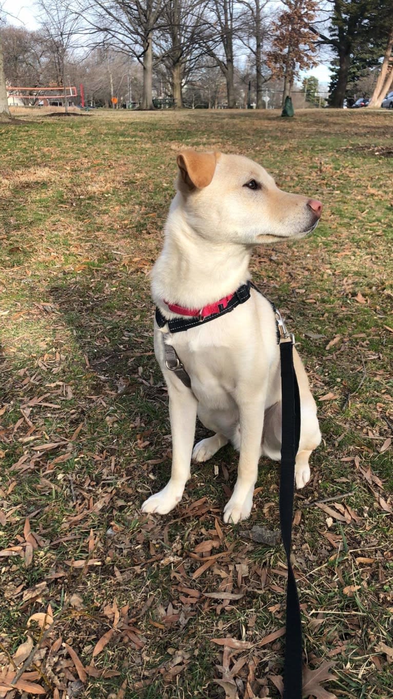 Josh, a Japanese or Korean Village Dog tested with EmbarkVet.com