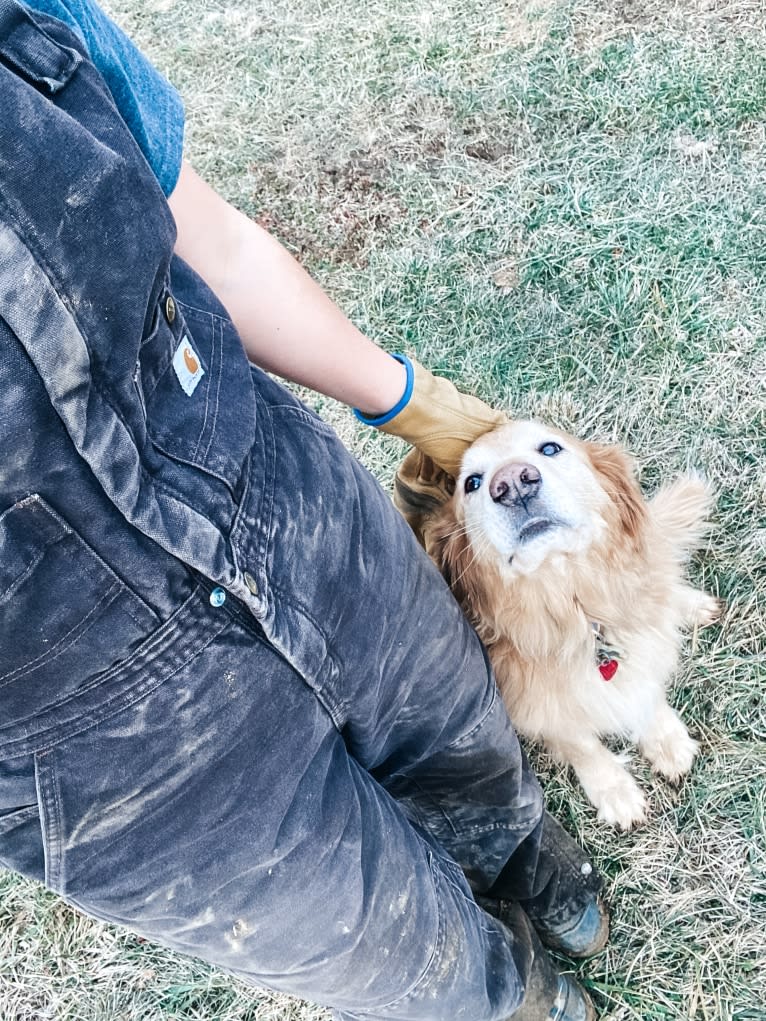 Jake, a Golden Retriever and Cocker Spaniel mix tested with EmbarkVet.com