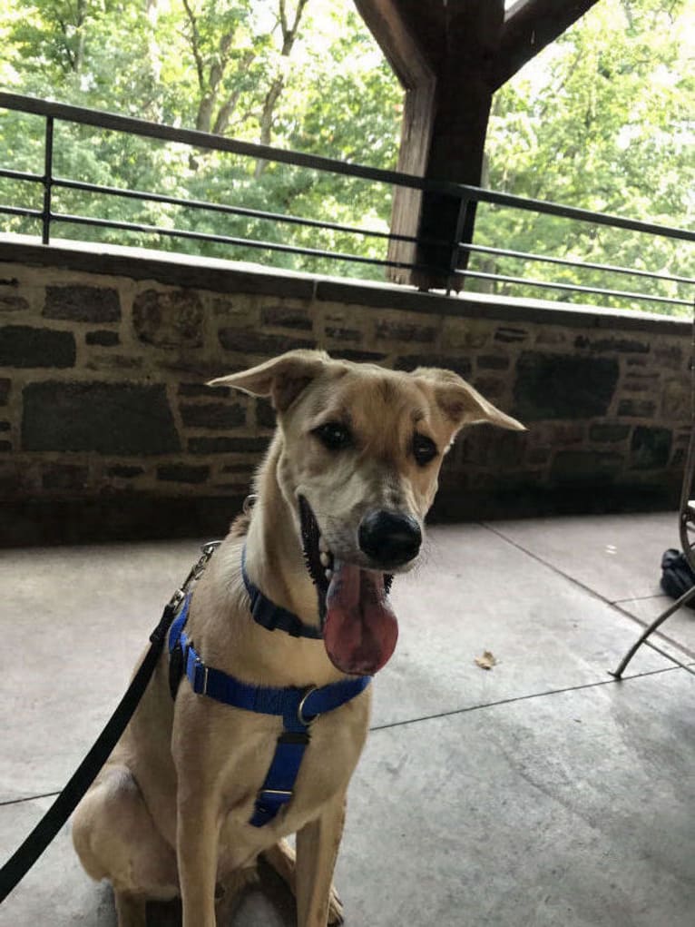 Ollie, a Southeast Asian Village Dog tested with EmbarkVet.com