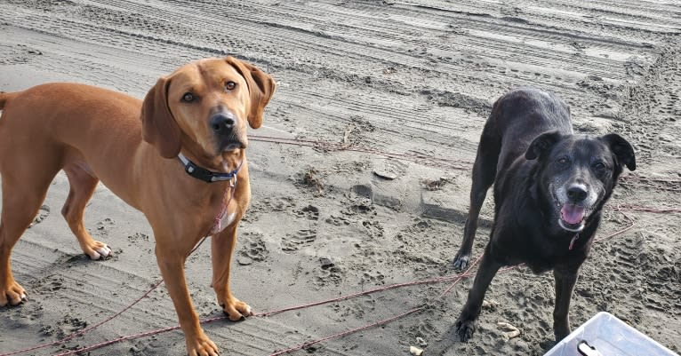 Gus, a Redbone Coonhound and American Pit Bull Terrier mix tested with EmbarkVet.com