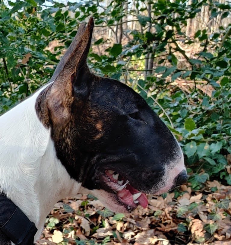 Skylark's Urban Legend, a Bull Terrier tested with EmbarkVet.com