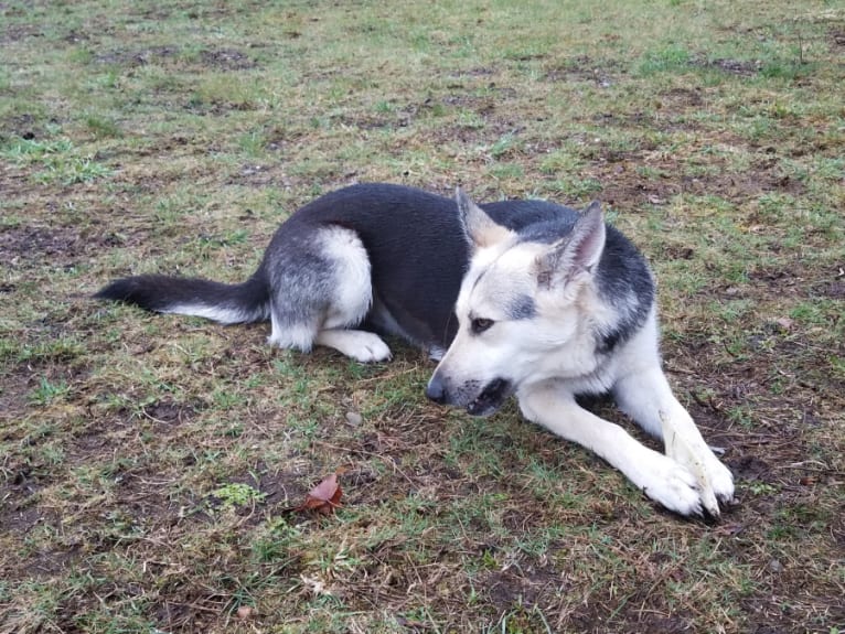 Lucy, a German Shepherd Dog and Siberian Husky mix tested with EmbarkVet.com