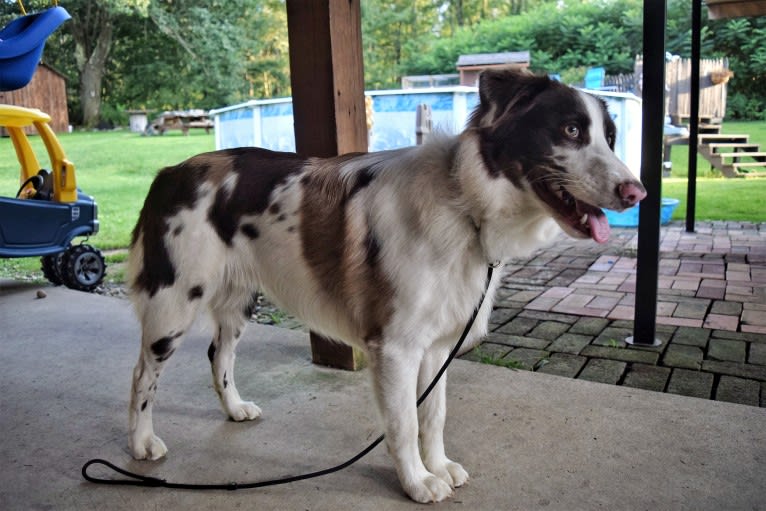 Tate, an Australian Shepherd tested with EmbarkVet.com