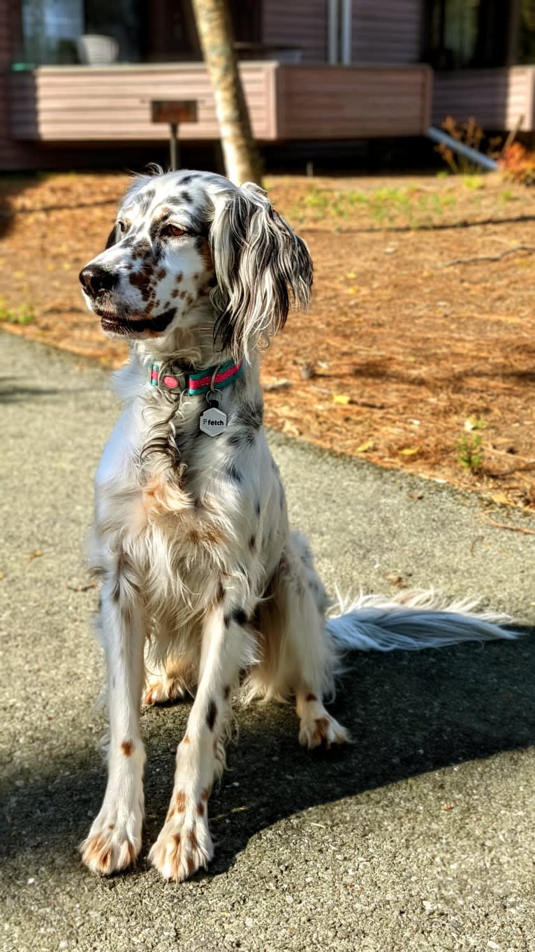 Molly, an English Setter tested with EmbarkVet.com