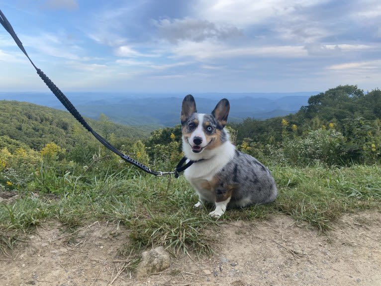 Castiel, a Pembroke Welsh Corgi and Cardigan Welsh Corgi mix tested with EmbarkVet.com