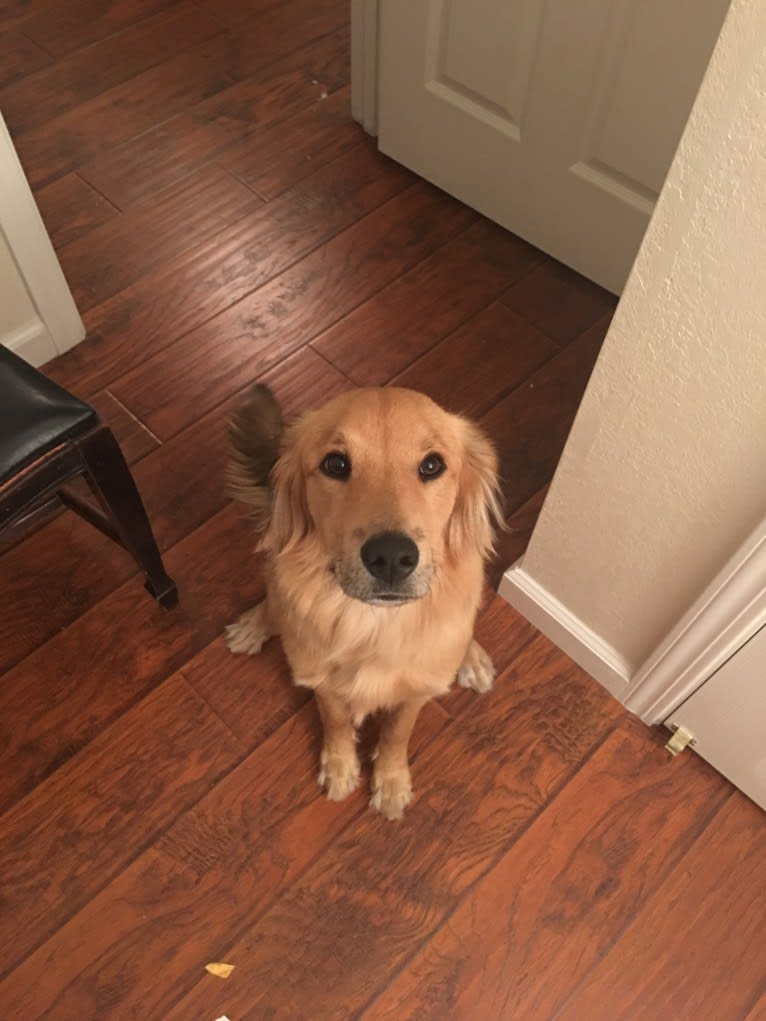 Gus, a Russell-type Terrier and Cocker Spaniel mix tested with EmbarkVet.com