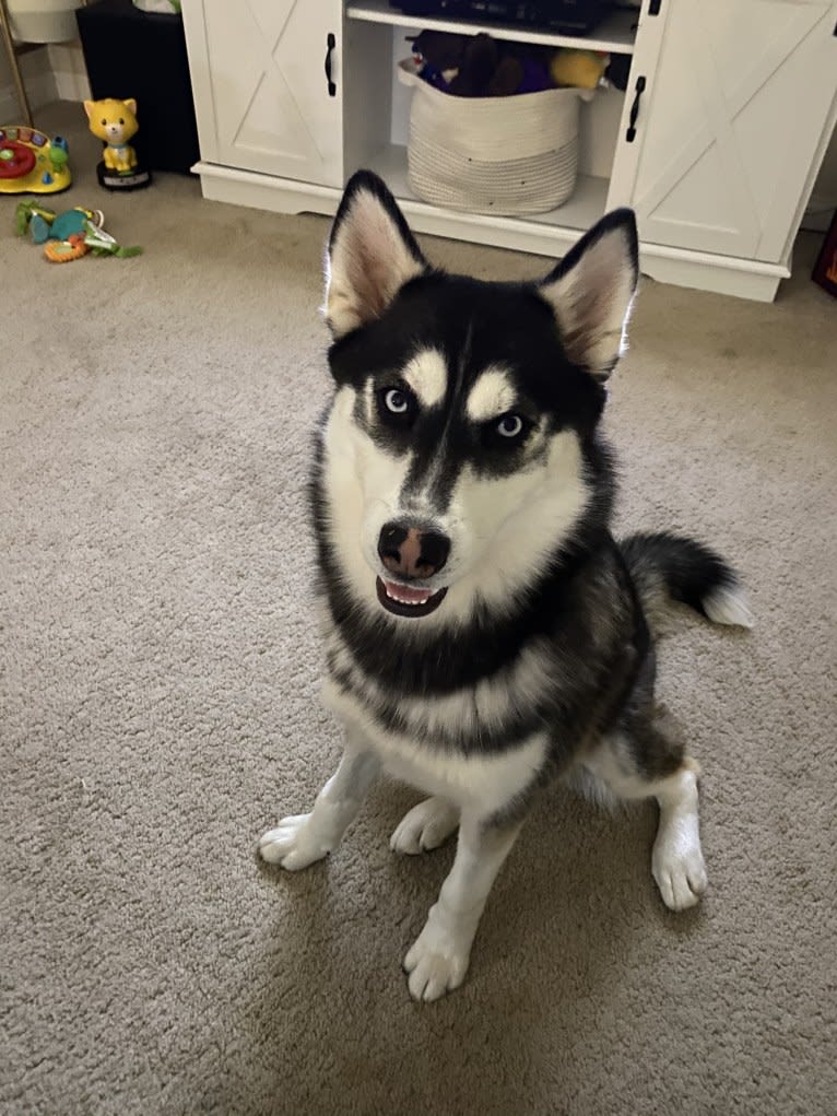 Shasta, a Siberian Husky tested with EmbarkVet.com