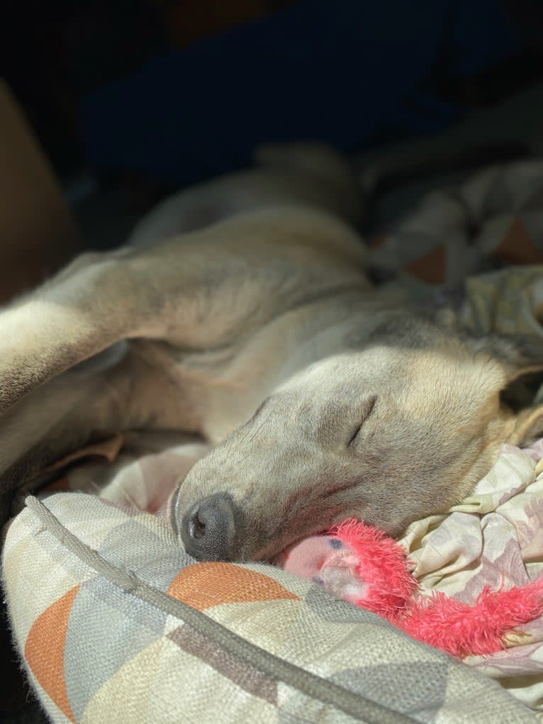 Acrux a dog tested with EmbarkVet.com