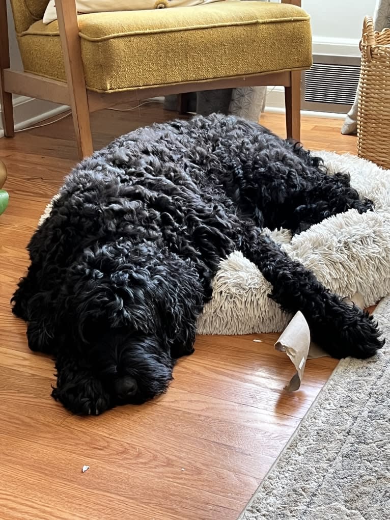 Jinx, a Black Russian Terrier tested with EmbarkVet.com