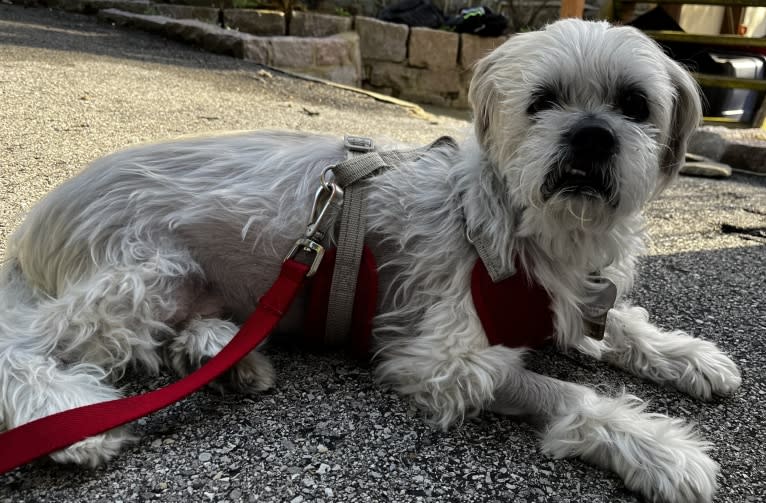 Nemo, a Lhasa Apso tested with EmbarkVet.com