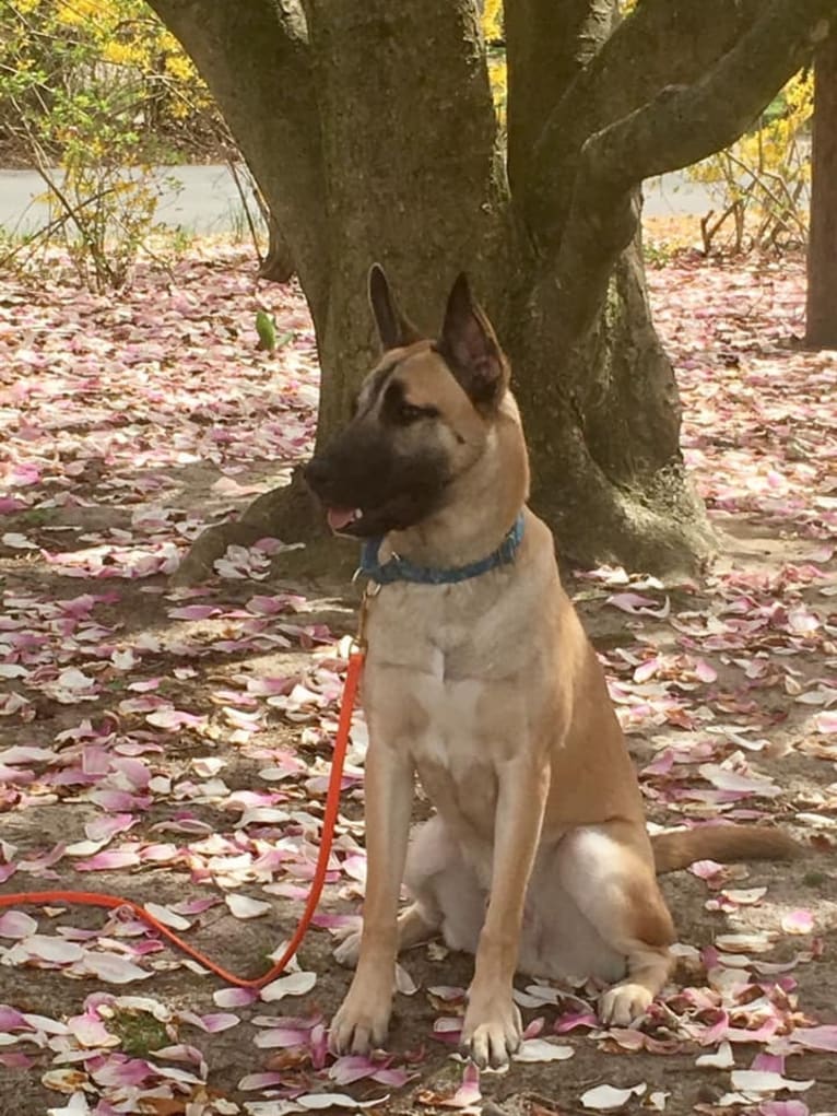 Cooper, a Siberian Husky and American Staffordshire Terrier mix tested with EmbarkVet.com