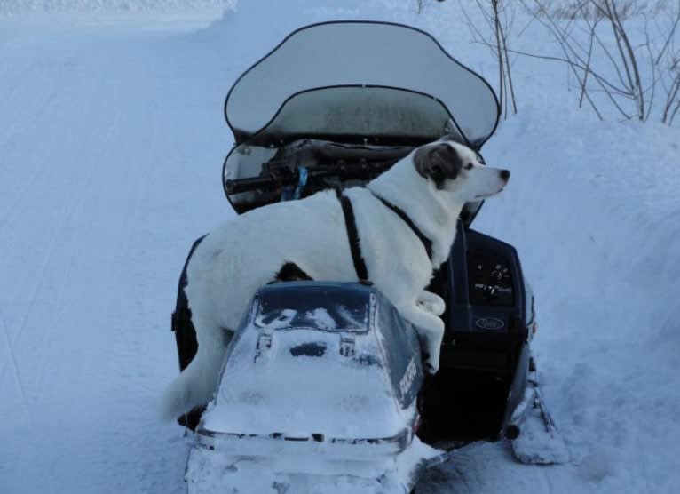 Buddy, an American Eskimo Dog and Norwegian Elkhound mix tested with EmbarkVet.com