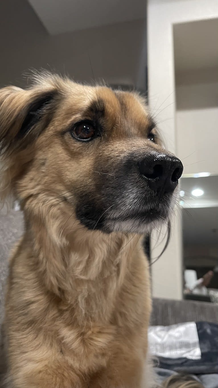 Charlie, a Southeast Asian Village Dog tested with EmbarkVet.com
