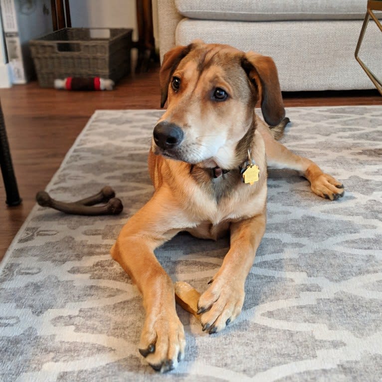 Riggins, a Labrador Retriever and Rottweiler mix tested with EmbarkVet.com