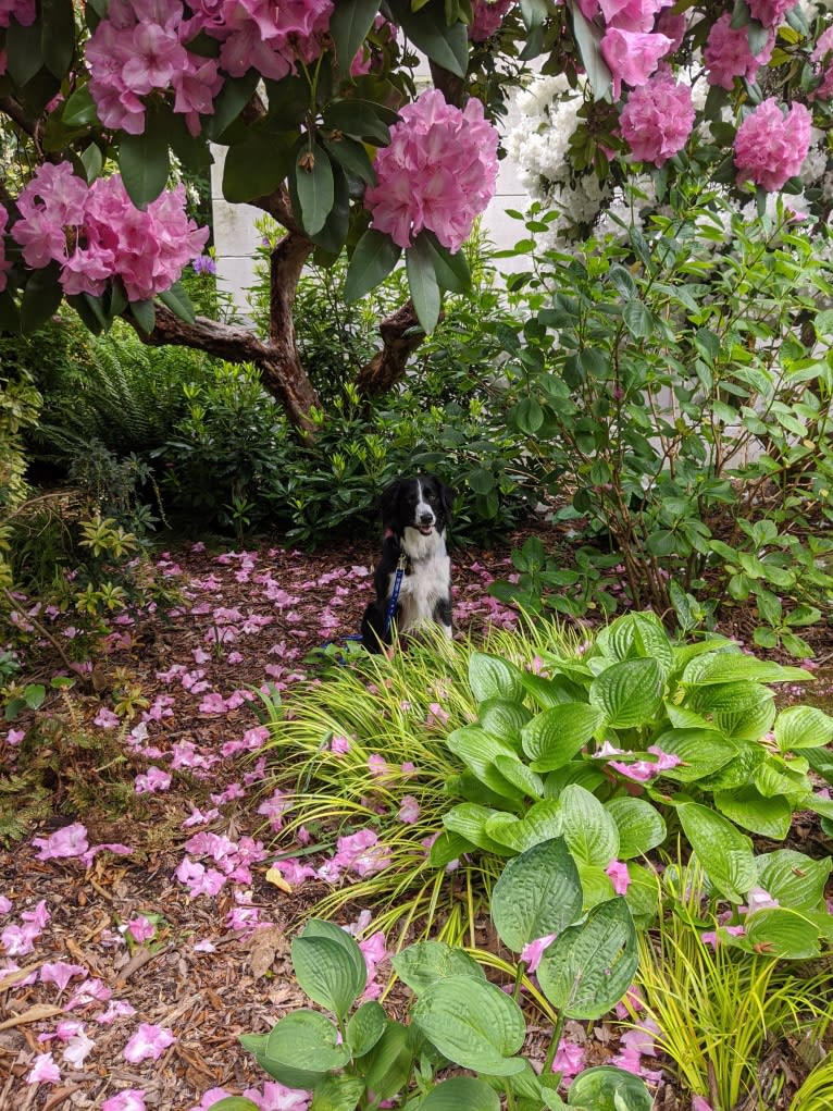 Milo, a Border Collie and McNab mix tested with EmbarkVet.com