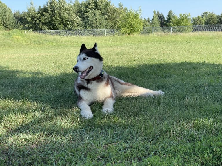 Loki, a Siberian Husky tested with EmbarkVet.com