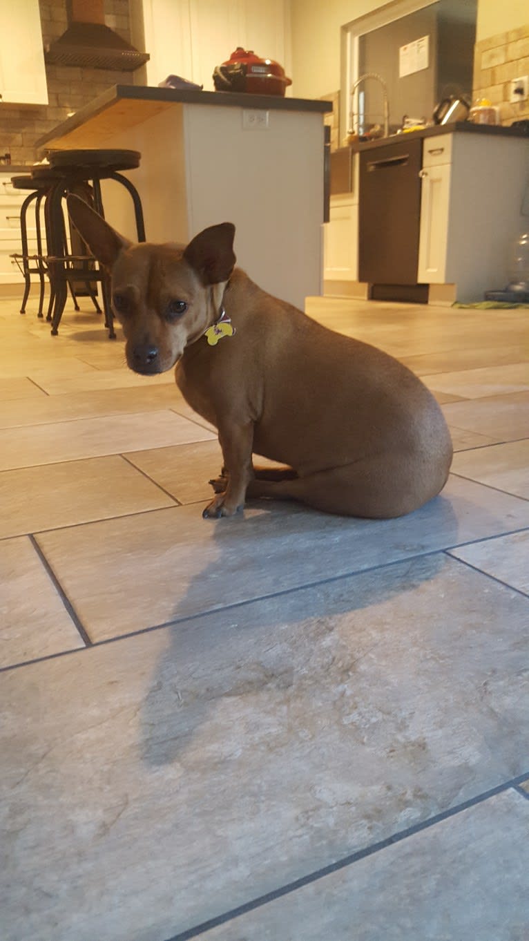 Chula, an American Bully and Chihuahua mix tested with EmbarkVet.com