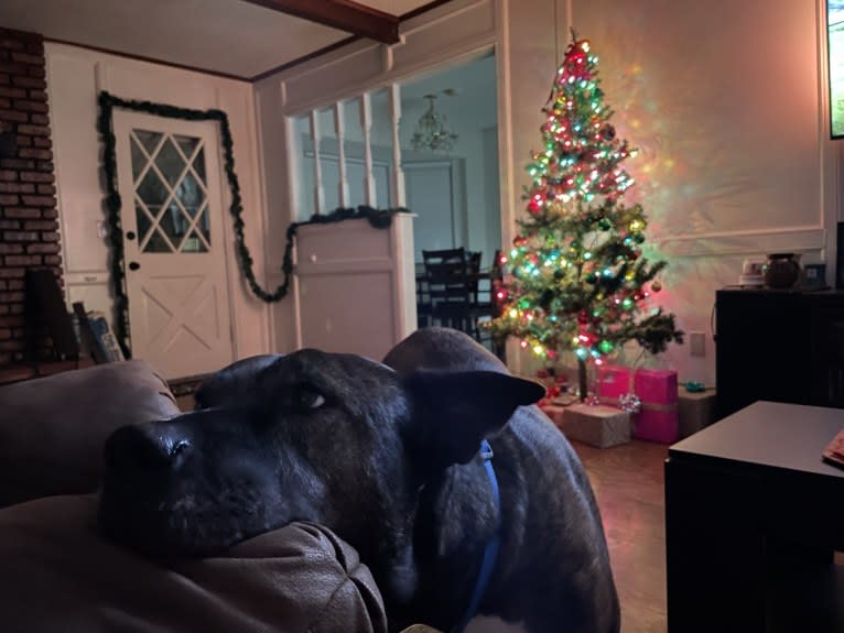 Gus, an American Pit Bull Terrier and Akita mix tested with EmbarkVet.com